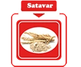 Shatavari